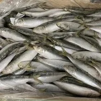 Sardines Fresques Congelades
